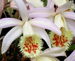 AAPShantung