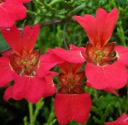 AATSpeciosum