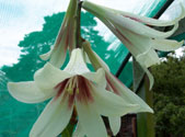 ACardiocrinum