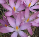 BBCrocusR