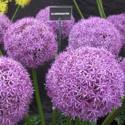 Allium Globemaster 