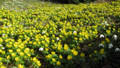 Eranthis hyemalis = the Winter Aconite
