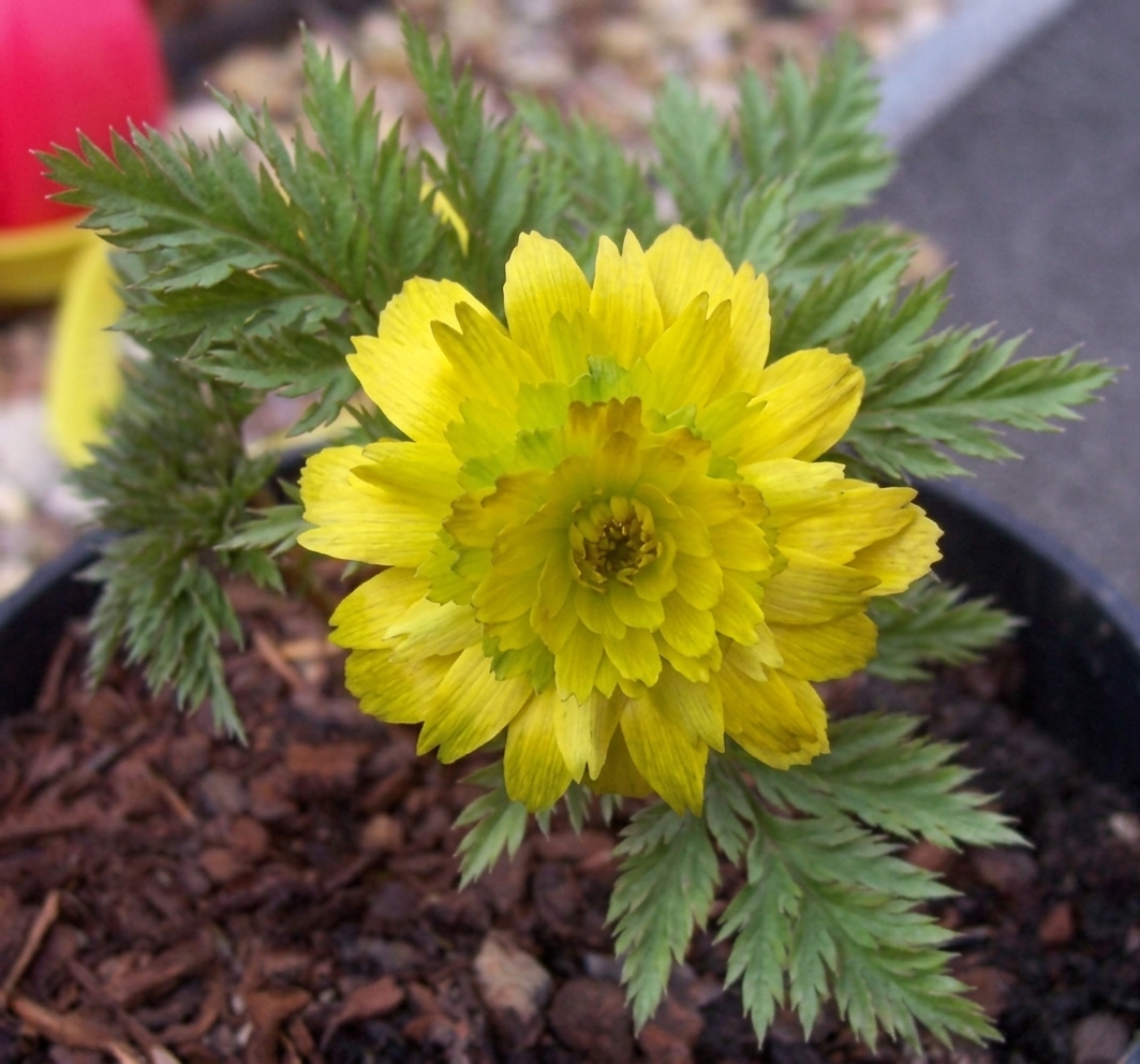 Adonis amurensis 'Pleniflora'