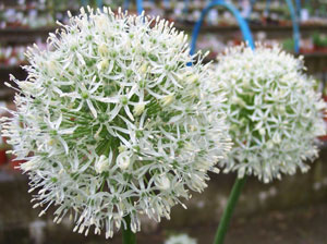 Allium Mount Everest 