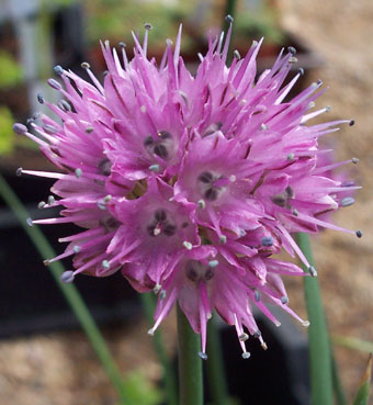 Allium amphibolum