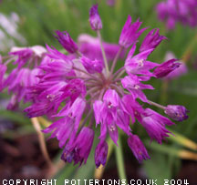 Allium cyathophorum var farreri