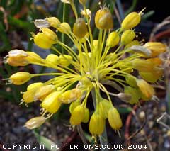 Allium flavum