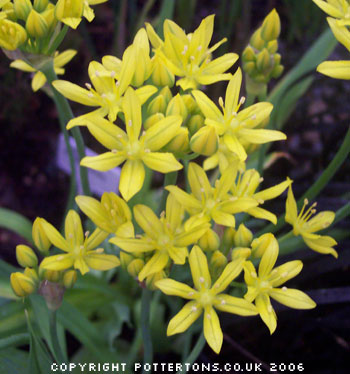 Allium moly 'Jeannine'