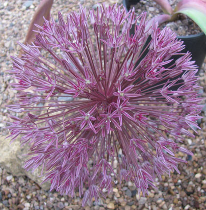 Allium nevskianum