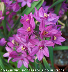 Allium oreophilum 