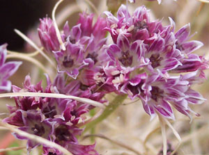Allium tauricola