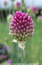 Allium sphaerocephalon 