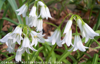 Allium triquetrum