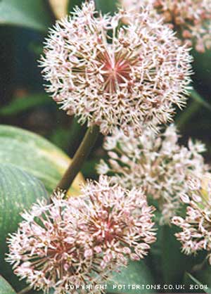 Allium karataviense 