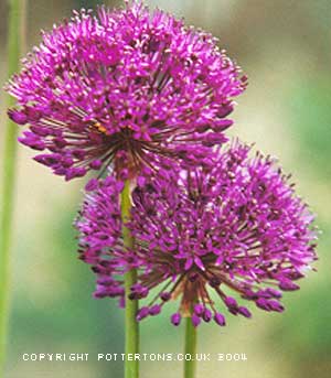 50 Allium collection