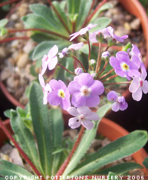 Androsace sarmentosa 'Namche Form'