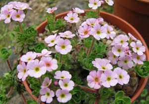 Androsace microphylla 
