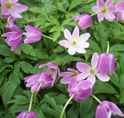 Anemone nemorosa 'Tomas' 