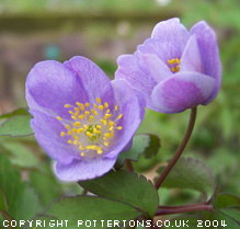Anemone nemorosa 'Bowles Purple'
