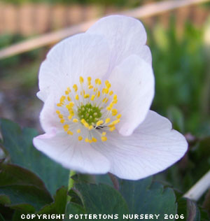 Anemone nemorosa 'Lady Doneraile' 