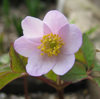 Anemone nemorosa 'Lucia'