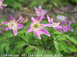 Anemone nemorosa 'Pentre Pink' 