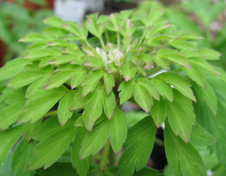 Anemone nemorosa 'Virescens'