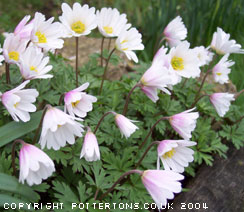 100 Spring Flowering Bulbs collection
