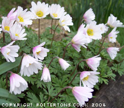 Anemone blanda 'White Splendour' 