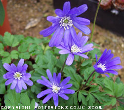 Anemone appenina 'Petrovac' CEH.538