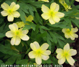 Anemone x lipsiensis 'Sioux'