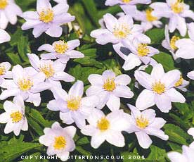 10 Anemone nemorosa collection