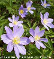 Anemone nemorosa 'Lismore Blue'