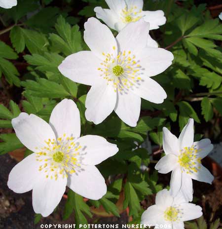 Anemone nemorosa 