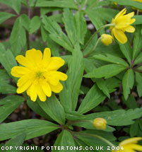 Anemone ranunculoides 'Pleniflora'