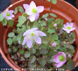 Anemonella thalictroides var rosea