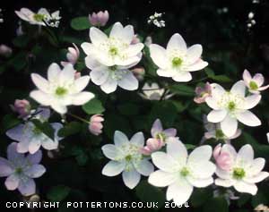 Anemonella thalictroides