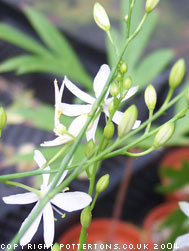 Anthericum ramosum