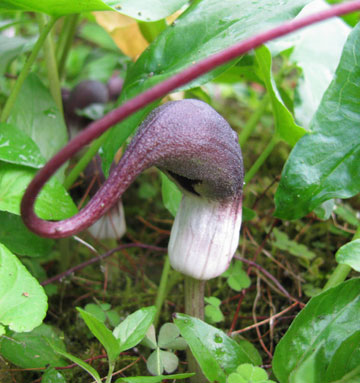 Arisarum proboscideum 