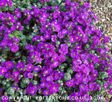 Aubrieta 'Elsa Lancaster'