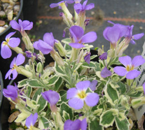 Aubrieta deltoidea Nana Variegata