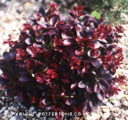 Berberis thunbergii 'Bagatelle'