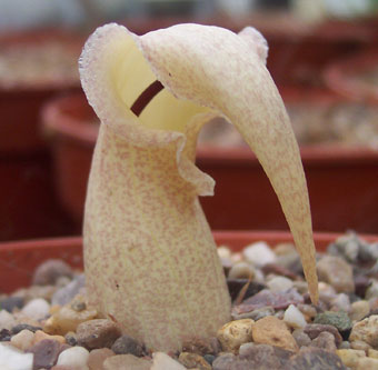 Biarum davisii