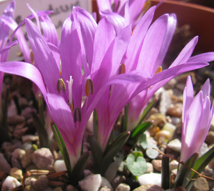 Bulbocodium vernum