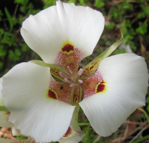 Calochortus venustus