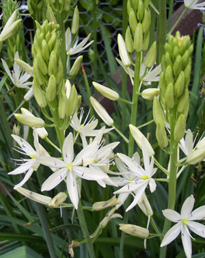 Camassia leichtlinii 'Alba'