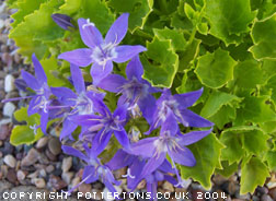 Campanula garganica 'Dickson's Gold' 