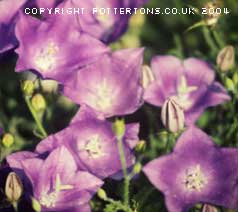 Campanula carpatica 'Dwarf Form'