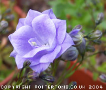 Campanula x haylodgensis 'Plena'