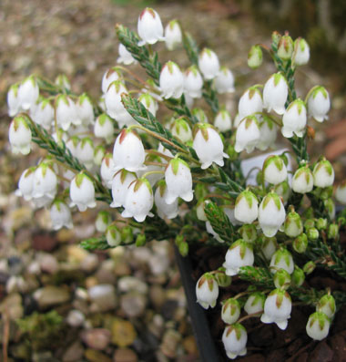 Cassiope 'Badenoch'